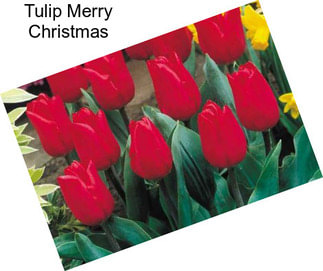 Tulip Merry Christmas