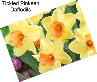 Tickled Pinkeen Daffodils