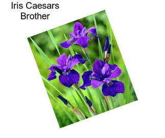 Iris Caesars Brother