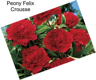 Peony Felix Crousse