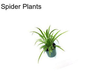 Spider Plants