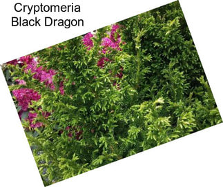 Cryptomeria Black Dragon