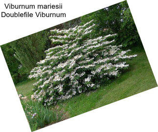 Viburnum mariesii Doublefile Viburnum