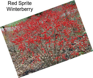 Red Sprite Winterberry