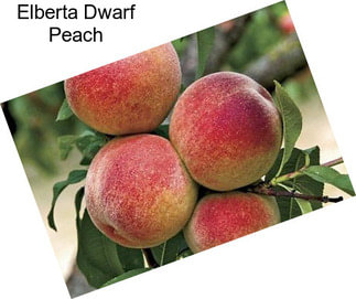 Elberta Dwarf Peach