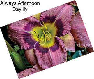 Always Afternoon Daylily