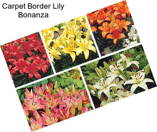 Carpet Border Lily Bonanza