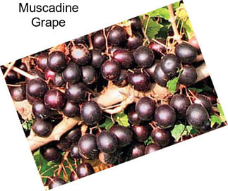 Muscadine Grape