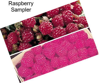 Raspberry Sampler