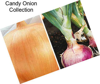 Candy Onion Collection