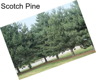 Scotch Pine