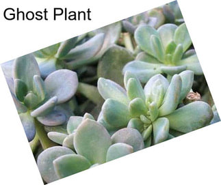 Ghost Plant