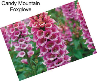 Candy Mountain Foxglove