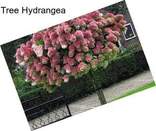 Tree Hydrangea