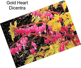 Gold Heart Dicentra