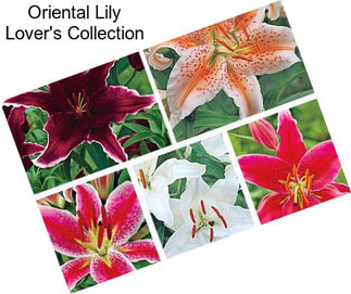 Oriental Lily Lover\'s Collection