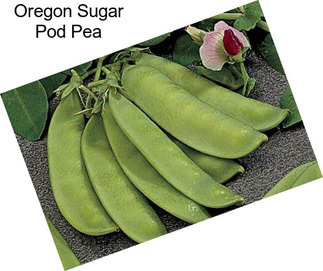 Oregon Sugar Pod Pea