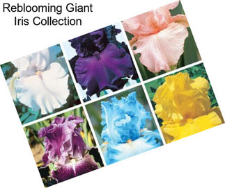 Reblooming Giant Iris Collection