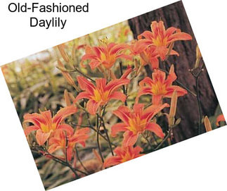 Old-Fashioned Daylily