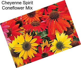 Cheyenne Spirit Coneflower Mix