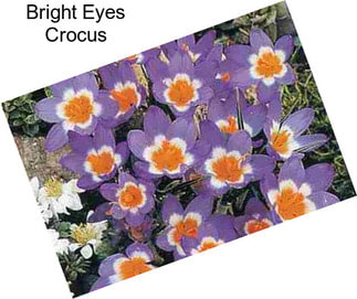 Bright Eyes Crocus