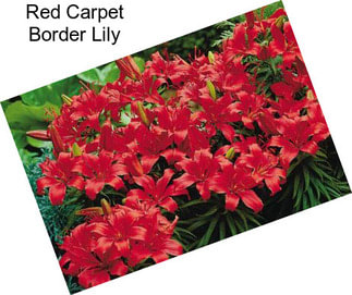 Red Carpet Border Lily