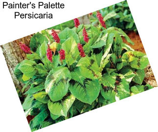 Painter\'s Palette Persicaria