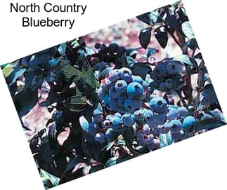 North Country Blueberry