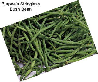 Burpee\'s Stringless Bush Bean