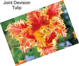 Joint Devision Tulip