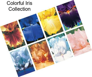 Colorful Iris Collection