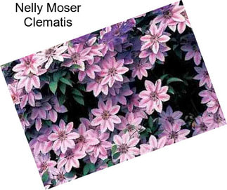 Nelly Moser Clematis