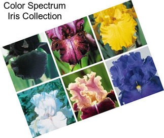 Color Spectrum Iris Collection