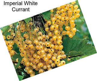 Imperial White Currant