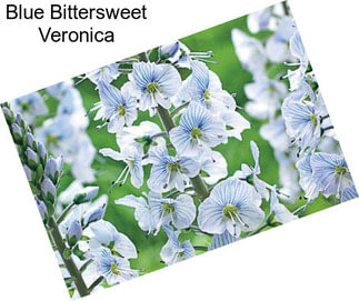 Blue Bittersweet Veronica