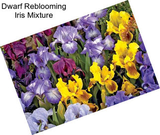 Dwarf Reblooming Iris Mixture