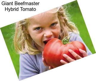 Giant Beefmaster Hybrid Tomato