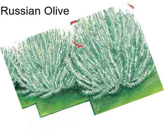 Russian Olive