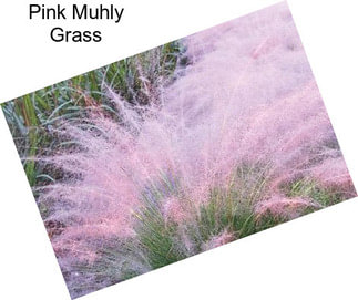 Pink Muhly Grass