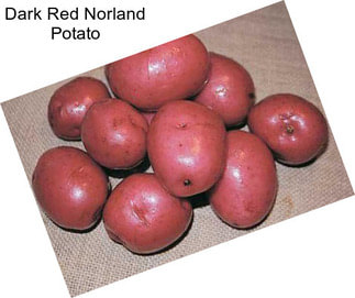 Dark Red Norland Potato