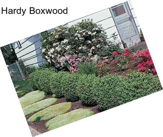 Hardy Boxwood