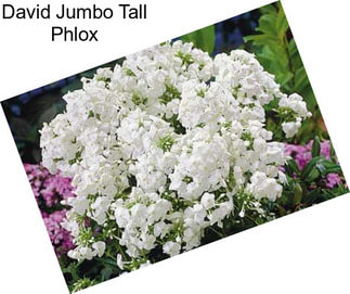 David Jumbo Tall Phlox