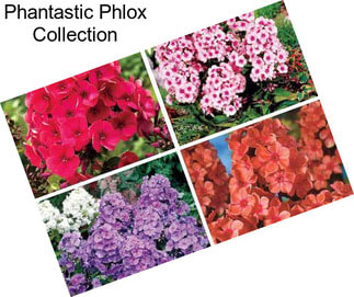 Phantastic Phlox Collection