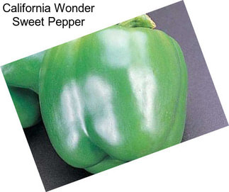 California Wonder Sweet Pepper