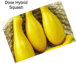 Dixie Hybrid Squash