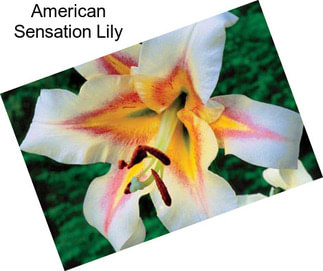 American Sensation Lily