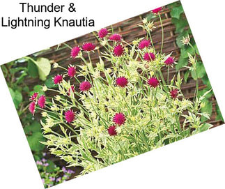 Thunder & Lightning Knautia