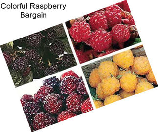 Colorful Raspberry Bargain