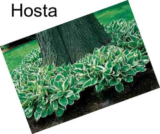 Hosta