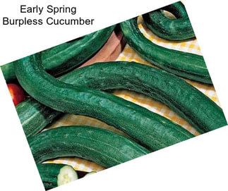 Early Spring Burpless Cucumber